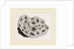 Pyrgoma crenatum by Anonymous