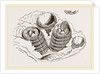 Tubicinella Balaenarum by Anonymous