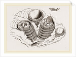 Tubicinella Balaenarum by Anonymous