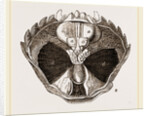 Carcinus maenas open by Anonymous