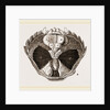 Carcinus maenas open by Anonymous