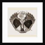 Carcinus maenas open by Anonymous