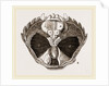 Carcinus maenas open by Anonymous