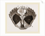 Carcinus maenas open by Anonymous