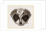 Carcinus maenas open by Anonymous