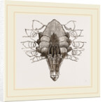 Under side of Male Crab by Anonymous