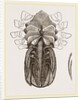 Under side of Female Crab by Anonymous