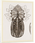 Under side of Female Crab by Anonymous