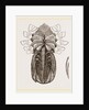 Under side of Female Crab by Anonymous
