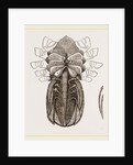 Under side of Female Crab by Anonymous