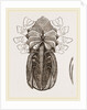 Under side of Female Crab by Anonymous