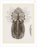 Under side of Female Crab by Anonymous