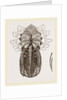 Under side of Female Crab by Anonymous