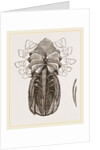 Under side of Female Crab by Anonymous