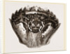 Carapace of Carcinus maenas by Anonymous