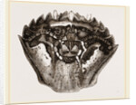 Carapace of Carcinus maenas by Anonymous