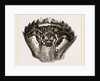 Carapace of Carcinus maenas by Anonymous