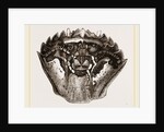 Carapace of Carcinus maenas by Anonymous
