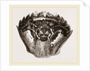 Carapace of Carcinus maenas by Anonymous