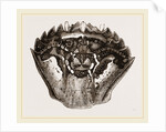 Carapace of Carcinus maenas by Anonymous