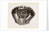 Carapace of Carcinus maenas by Anonymous