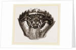 Carapace of Carcinus maenas by Anonymous