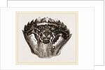 Carapace of Carcinus maenas by Anonymous