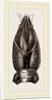 Carapace of Astacus fluviatilis by Anonymous
