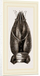 Carapace of Astacus fluviatilis by Anonymous