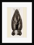 Carapace of Astacus fluviatilis by Anonymous