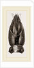Carapace of Astacus fluviatilis by Anonymous
