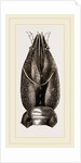 Carapace of Astacus fluviatilis by Anonymous