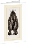Carapace of Astacus fluviatilis by Anonymous