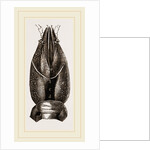 Carapace of Astacus fluviatilis by Anonymous