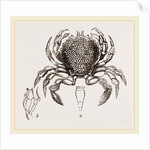 Portumnus variegatus by Anonymous