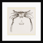 Lupea forceps by Anonymous