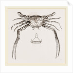 Lupea forceps by Anonymous