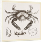 Lupea cribraria and details by Anonymous