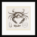 Lupea cribraria and details by Anonymous