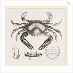 Lupea cribraria and details by Anonymous