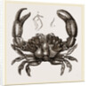 Xantho floridus by Anonymous