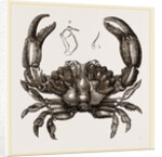 Xantho floridus by Anonymous
