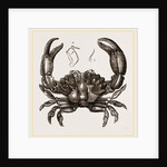 Xantho floridus by Anonymous