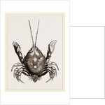 Corystes Cassivelaunus Female by Anonymous