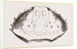 Carapace of Etisus dentatus by Anonymous