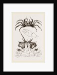 Ocypoda hippea by Anonymous