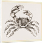 Cardisoma carnifex by Anonymous