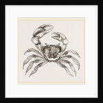 Cardisoma carnifex by Anonymous