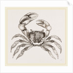 Cardisoma carnifex by Anonymous