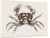 Gecarcinus ruricola by Anonymous